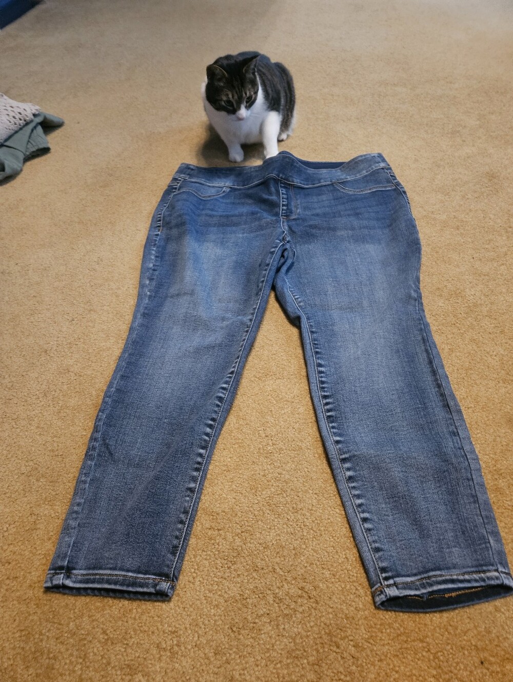 Lane Bryant High Rise Jegging Petite